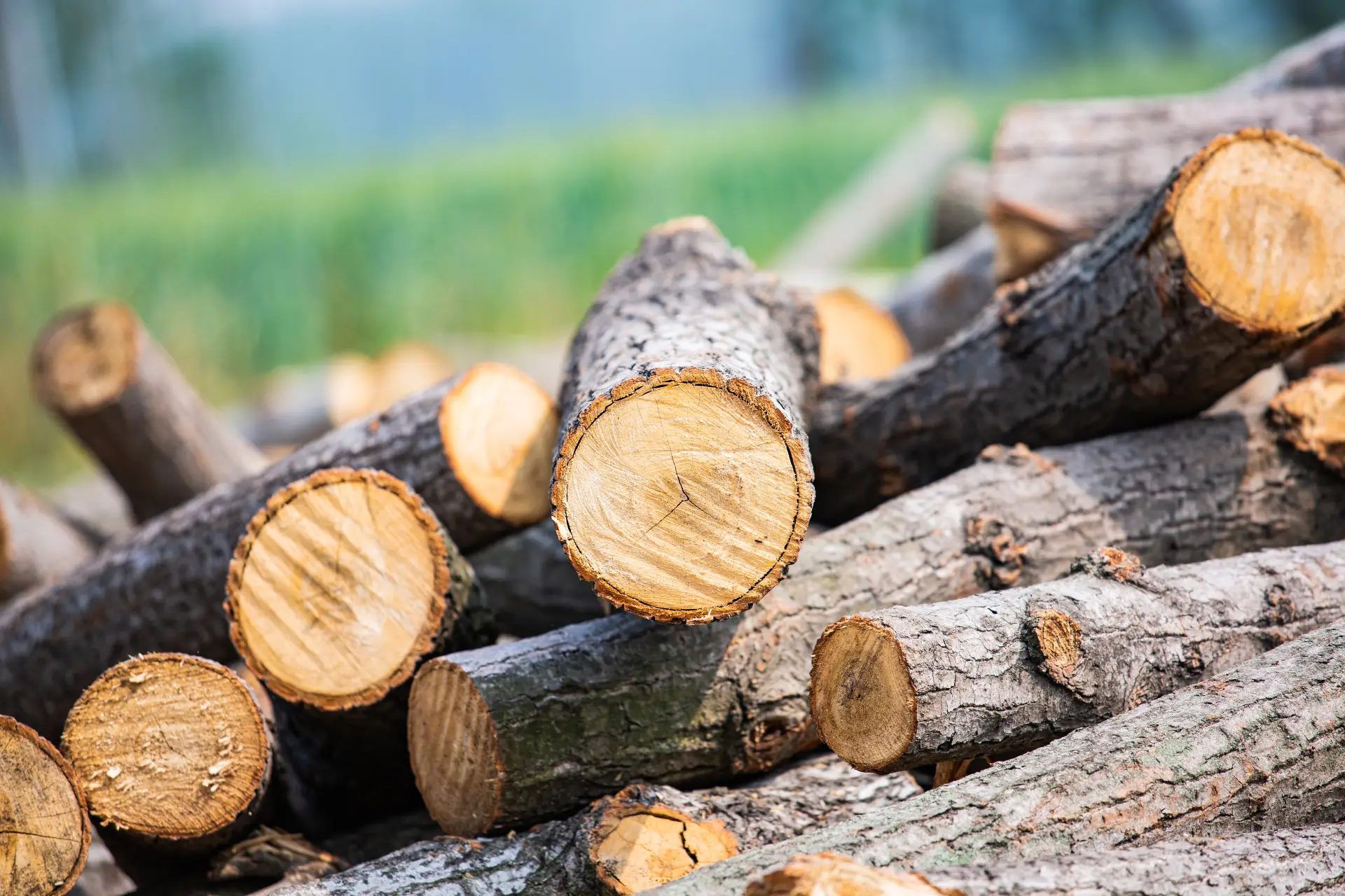 A Quick Look at Vietnam's Recent Wood Export